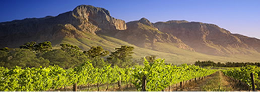 Buy South African Wine This Superb Season