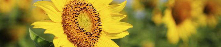 DBT Workshops with Dr. Marsha Linehan in 2015